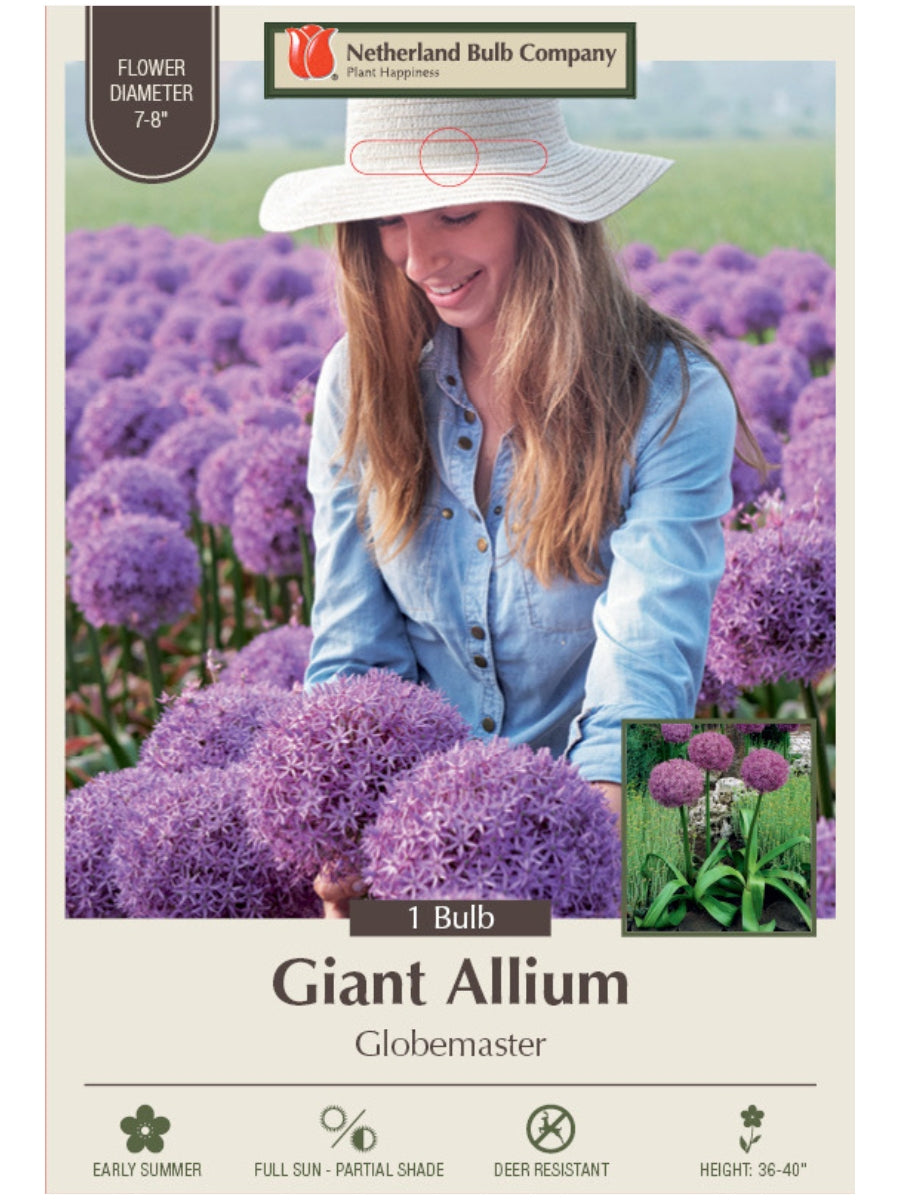 Allium 'Globemaster' - Bulb
